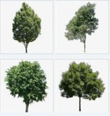 3D-fota-stromu