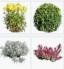 3D-Foto-objekty-rostlin